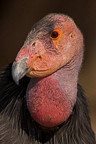 Californian Condor (Gymnogyps californianus) Captive, California, USA. Head portrait, IUCN designated endangered species