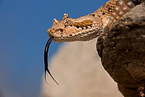 Sonoran Desert Sidewinder (Crotalus cerastes) with forked tongue extended, Arizona USA