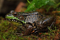 Male Green Frog (Rana clamitans) sheltering in mossy folliage,  New York, USA