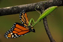 European Praying  Mantid (Mantis religiosa) feeding on Monarch Butterfly (Danaus plexippus)  New York, USA