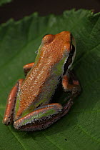 Pacific Chorus Frog (Pseudacris regilla) resting on leaves. This frog is known for its rasping vocalisation. Oregon, USA