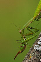 European Praying Mantid (Mantis religiosa) feeding on bush cricket (Tettigoniidae) Oregon, USA