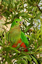 Portrait of female King parrot (Alisterus scapularis) perching in tree. Victoria, Australia
