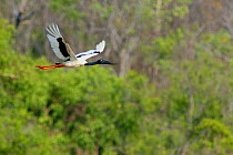 Female Black Necked stork (Ephippiorhynchus asiaticus) in flight. Northern Territory, Australia