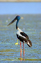 Male Black Necked stork (Ephippiorhynchus asiaticus) wading in wetlands, Northern Territory, Australia