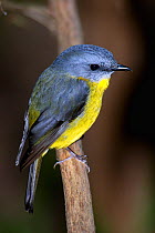 Portrait of Eastern Yellow robin (Eopsaltria australis) perching on branch.