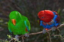 Pair of Eclectus parrots (Eclectus roratus) near their breeding site. Female (on right) has missing neck and breast feathers after lining nest. Queensland, Australia