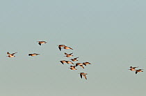 Flock of Curlews (Numenius arquata) arriving over feeding grounds. Lindisfarne / Holy Island, Northumberland, UK