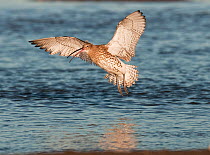 Curlew (Numenius arquata) flying across tidal channel to land on a new feeding spot Lindisfarne / Holy Island, Northumberland, UK