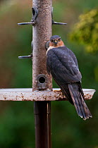 Young male Sparrowhawk perched on plastic feeder in suburban garden, hunting for small garden birds. Northumberland, UK.