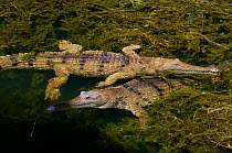 Two Australian Freshwater crocodiles (Crocodylus Johnsoni) in water, Northern Territory, Australia.