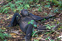 Male Chimpanzee (Pan troglodytes) lying on forest floor. Tropical forest, Western Uganda