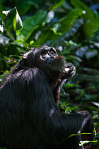 Portrait of Chimpanzee (Pan troglodytes) sitting in dappled light of tropical forest, looking up,  Western Uganda.