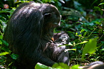 Chimpanzee (Pan troglodytes) self-grooming in dappled light of tropical forest, Western Uganda.