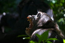 Chimpanzee (Pan troglodytes) yawning in dappled light of tropical forest, Western Uganda.