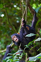 Two infant Chimpanzees (Pan troglodytes) playing on vines. Tropical forest, Western Uganda.