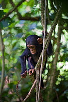 Infant Chimpanzee (Pan troglodytes) playing and climbing on vines. Tropical forest, Western Uganda.