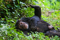 Alpha male Chimpanzee (Pan troglodytes) reclining on forest floor. Tropical forest, Western Uganda.