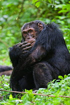 Alpha male Chimpanzee (Pan troglodytes) self grooming. Tropical forest, Western Uganda.