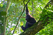 Chimpanzee (Pan troglodytes) resting in tree. Tropical forest, Western Uganda.