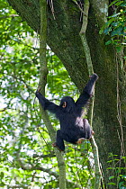 Juvenile Chimpanzee (Pan troglodytes) climbing in vines. Tropical forest, Western Uganda.