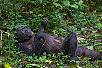 Chimpanzee (Pan troglodytes) reclining on forest floor and self grooming.  Tropical forest, Western Uganda.