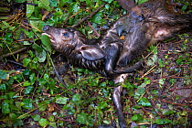 Dead Common Duiker fawn (Sylvicapra grimmia) killed by chimpanzees (Pan troglodytes) Tropical forest, Western Uganda.