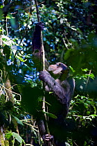 Adult male Chimpanzee (Pan troglodytes) climbing up vine. Tropical forest, Western Uganda.