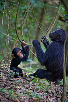 Mother chimpanzee (Pan troglodytes) and one year  infant playfully pulling on vines. Tropical forest, Western Uganda.