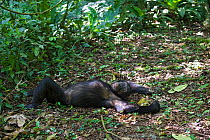 Adult male chimpanzee (Pan troglodytes) relaxing on ground in tropical forest, Western Uganda.