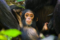 Portrait of young chimpanzee reclining and surrounded by adults (Pan troglodytes) Tropical forest, Western Uganda.