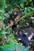 Infant Chimpanzees (Pan troglodytes) playing in tree. Tropical forest, Western Uganda