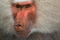 Head portrait of Hamadryas baboon (Papio hamadryas) Captive. Apenheul zoo; the Netherlands.