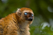 Sclater's black lemur (Eulemur macaco flavifrons) Captive, the Netherlands. Critically Endangered.