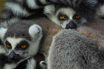 Two Ring-tailed Lemurs, resting together (Lemur catta) Captive, Netherlands,