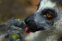 Ring-tailed Lemur delicately grooming its paws, (Lemur catta) Captive, Netherlands.