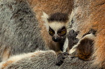 Very young Ring-tailed Lemurs (Lemur catta) onesuckling. Captive, Netherlands.