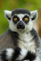 RF- Ring-tailed Lemur portrait (Lemur catta), captive, Netherlands. (This image may be licensed either as rights managed or royalty free.)