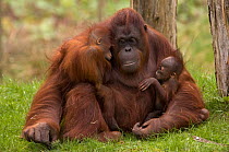 Female Orang Utan (Pongo pygmaeus) [Sandy, born 29.04.82] sitting, holding two young. One [Samboja, born 09.06.05] is her own offspring, the other [Dayang, born 01.12.05] was rejected by its birth mot...