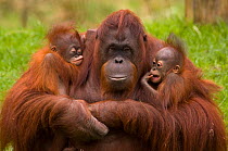 Female Orang Utan (Pongo pygmaeus) sitting, holding two young. One is her own offspring, the other was rejected by its birth mother, and so this female has adopted it. Both young are 3 months old.Capt...