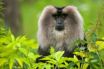 Portrait of Lion-tailed Macaque (Macaca silenus) Occurs South West India; Endangered Endemic Species. Captive; Monkey zoo; the Netherlands.