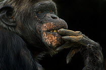 Chimpanzee (Pan troglodytes) portrait with fingers in mouth. Captive, Netherlands.