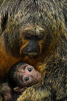 White-faced Saki Monkey (Pithecia pithecia) female nursing young. Captive, Netherlands.