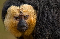 White-faced Saki Monkey (Pithecia pithecia) head portrait of male. Captive, Netherlands.