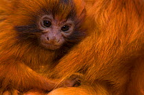 Golden lion tamarin (Leontopithecus rosalia) young being nursed by mother. Critically endangered; from South America. Captive, the Netherlands.
