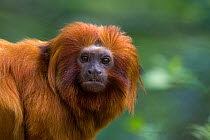 Golden lion tamarin (Leontopithecus rosalia) portrait of adult. Critically endangered; from South America. Captive, the Netherlands.