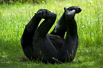 RF- Western lowland gorilla (Gorilla gorilla gorilla) rolling in  grass. Endangered species. Captive, Apenheul zoo, the Netherlands. (This image may be licensed either as rights managed or royalty fre...