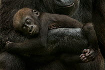 Young Western lowland gorilla (Gorilla gorilla gorilla) sleeping in mothers arms. Endangered species. Captive; Apenheul zoo; the Netherlands.