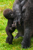 Tiny baby Western lowland gorilla (Gorilla gorilla gorilla) attempting to walk and holding onto mother's hand. Endangered species. Captive; Apenheul zoo; the Netherlands.