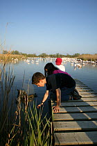 Three children, one watching flock of Greater Flamingos (Phoenicopterus ruber), two others looking down into water, Camargue regional nature reserve, Provence, France, April 2007